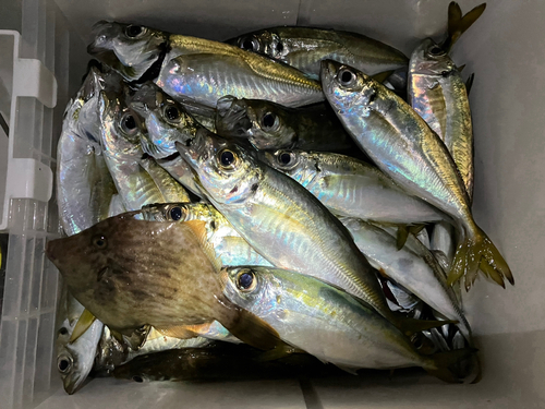 アジの釣果