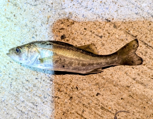 セイゴ（マルスズキ）の釣果