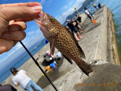 オオモンハタの釣果