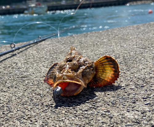 サツマカサゴの釣果