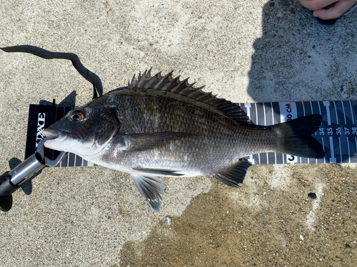 チヌの釣果