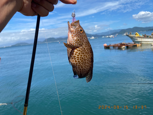 オオモンハタの釣果