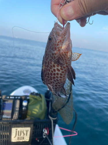 オオモンハタの釣果