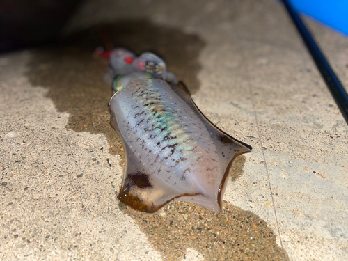 アオリイカの釣果