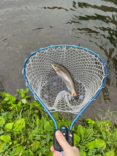 ニジマスの釣果