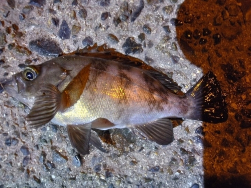 メバルの釣果