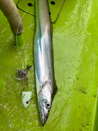 タチウオの釣果