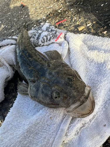 ハゼの釣果