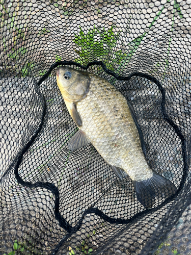 フナの釣果