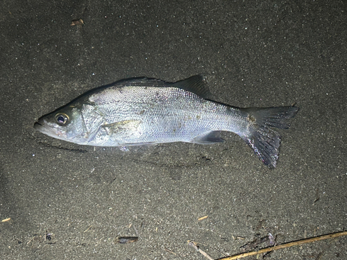 セイゴ（ヒラスズキ）の釣果