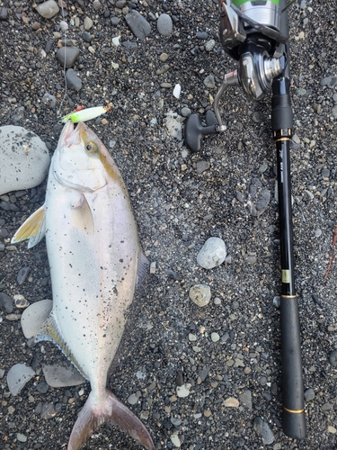 ショゴの釣果