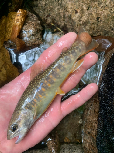 ニッコウイワナの釣果