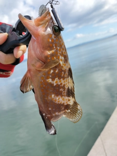 キジハタの釣果