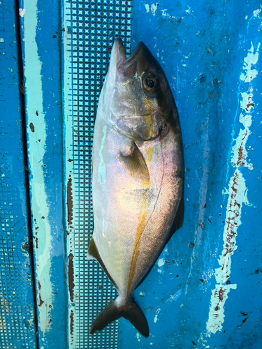 シオの釣果