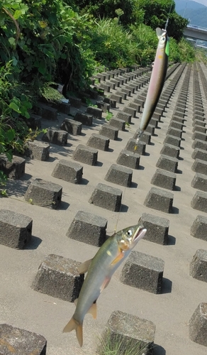 アユの釣果