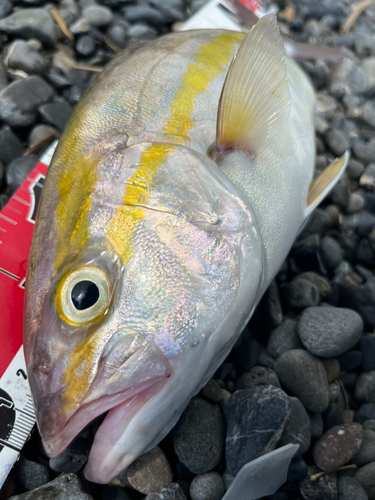 ショゴの釣果