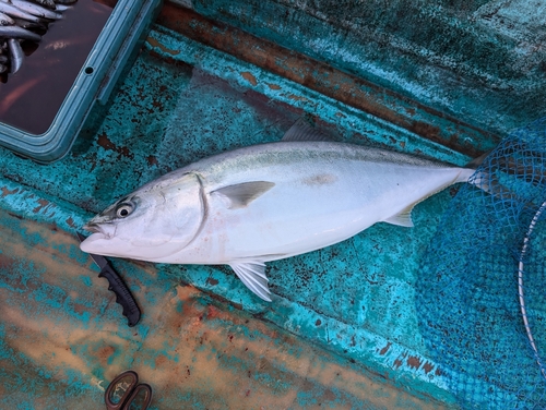 ブリの釣果