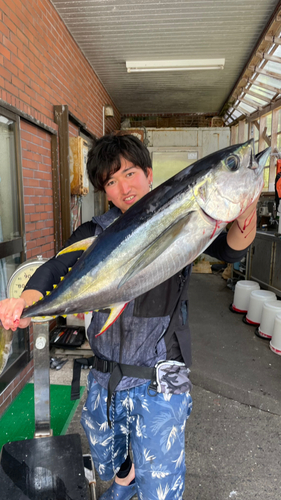 キハダマグロの釣果