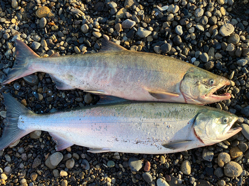 アキアジの釣果