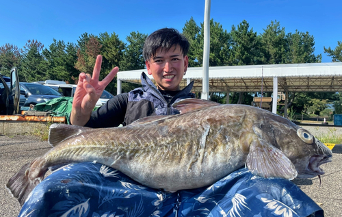 マダラの釣果