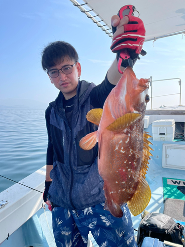 アコウの釣果