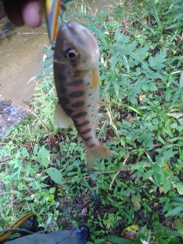 ヤマメの釣果