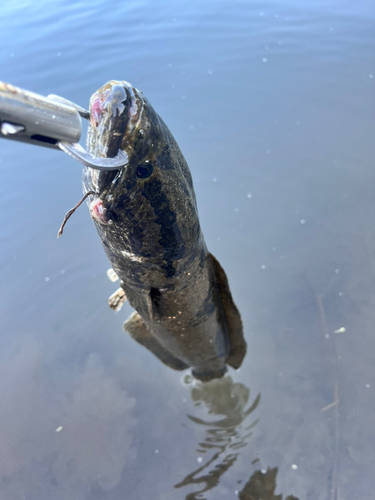 ライギョの釣果