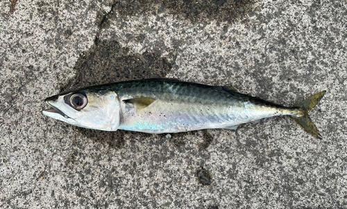 サバの釣果