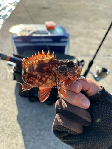 カサゴの釣果