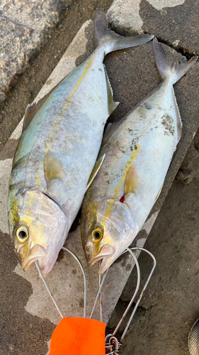 ショゴの釣果