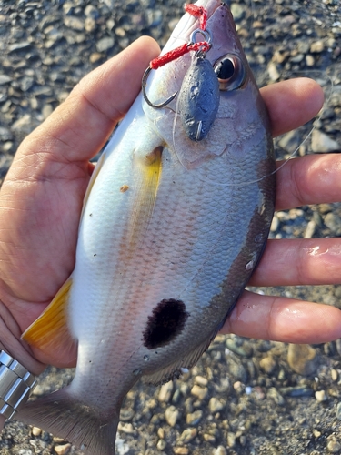 クロホシフエダイの釣果