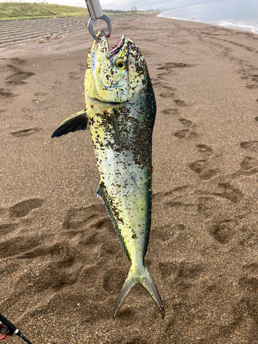 シイラの釣果