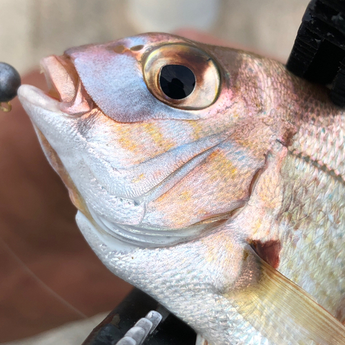 チャリコの釣果