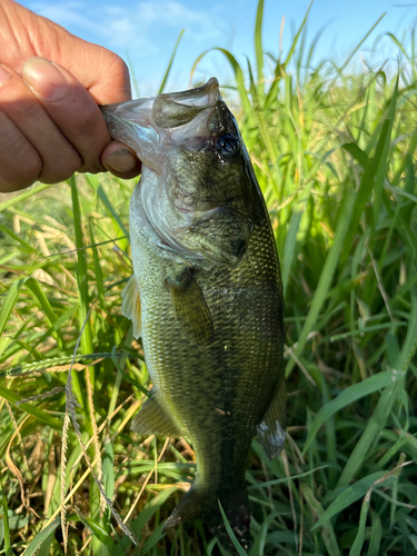 ラージマウスバスの釣果