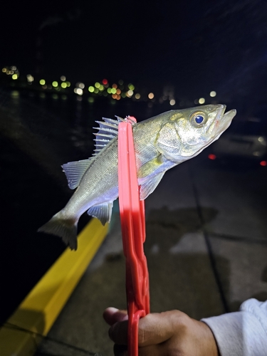 セイゴ（マルスズキ）の釣果