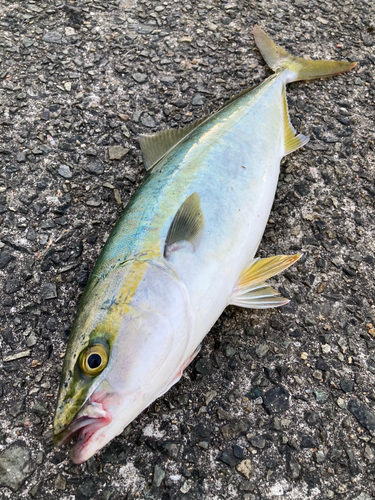 ハマチの釣果