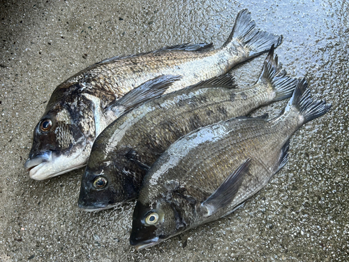 クロダイの釣果