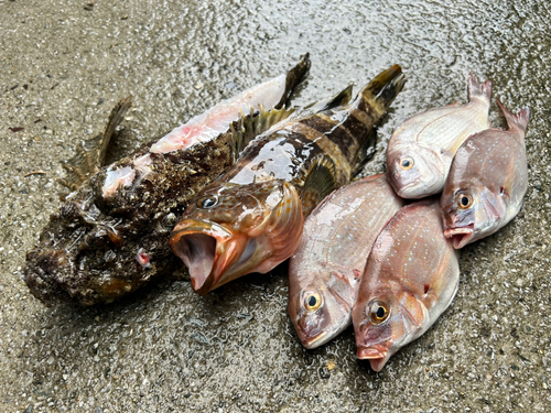 オニオコゼの釣果