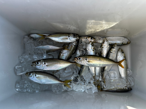 アジの釣果