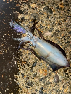 アオリイカの釣果