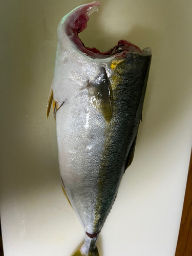 ハマチの釣果