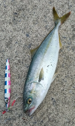 ワカシの釣果