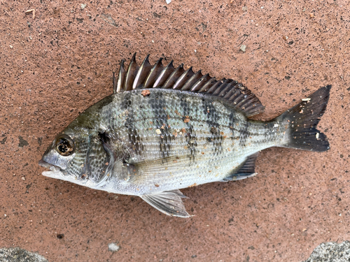 クロダイの釣果