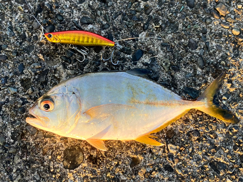 メッキの釣果