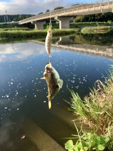 クサフグの釣果