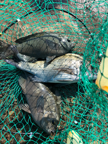 クロダイの釣果