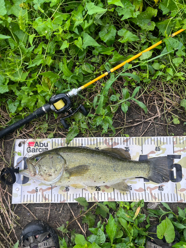 ブラックバスの釣果