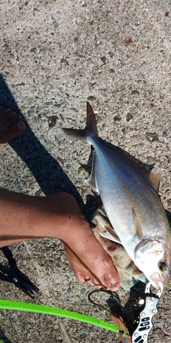 ショゴの釣果