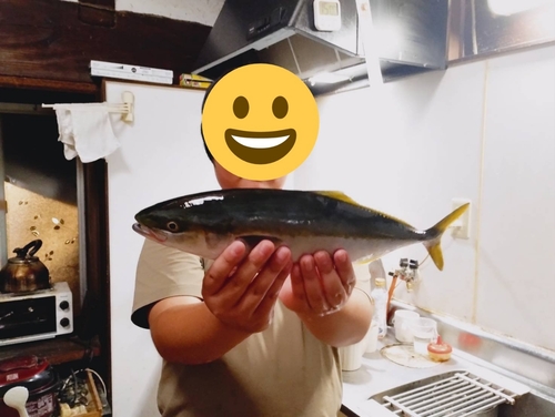 ハマチの釣果