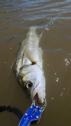 スズキの釣果